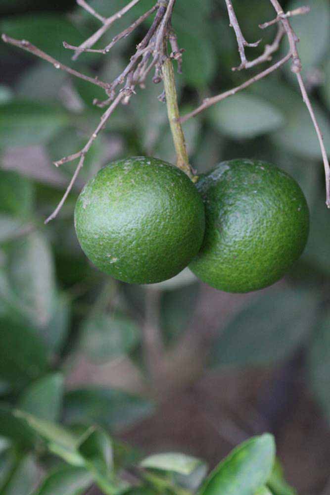           Immature fruit (Riverside, CA)   